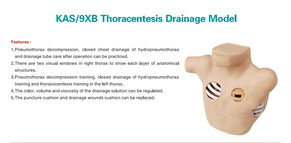 Thoracentesis Training Mannequin 2