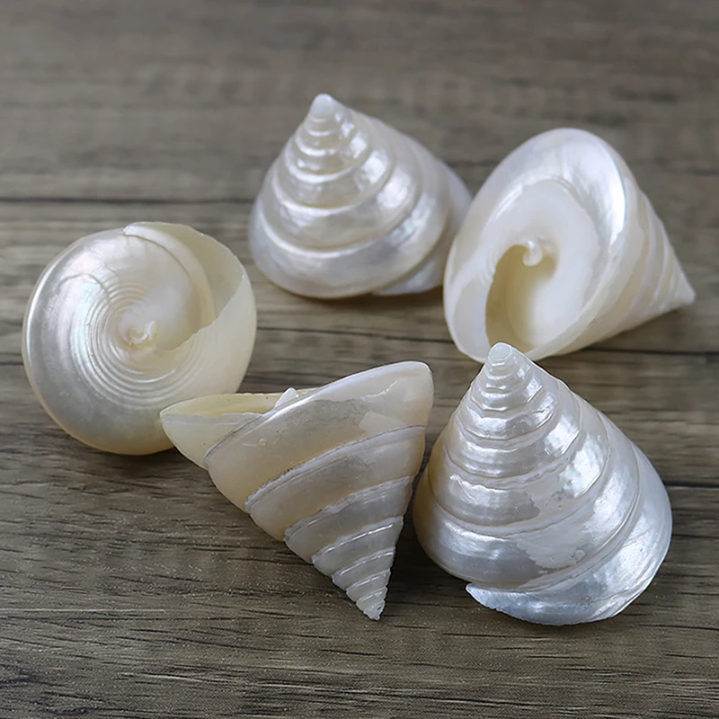 1pcs 5-6cm Natural Conch Shells Luminous Tower Snail Pearl Tower Snail Aquarium Landscaping Aquarium Home Furnishing Decoration