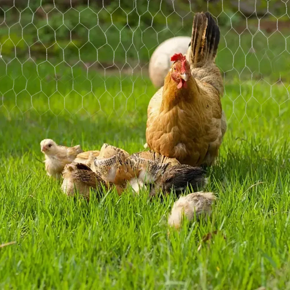 Rete metallica saldata in metallo zincato Rete esagonale per pollo Coniglio Rete da aviario Recinzione da giardino Recinzione da giardino in rete e