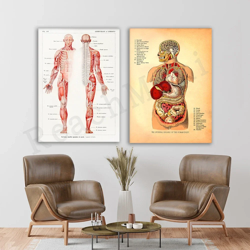 Human Internal Organs 1905, Human Nervous System 1912 Human Anatomy Wall Art Canvas Print Painting Home Decor