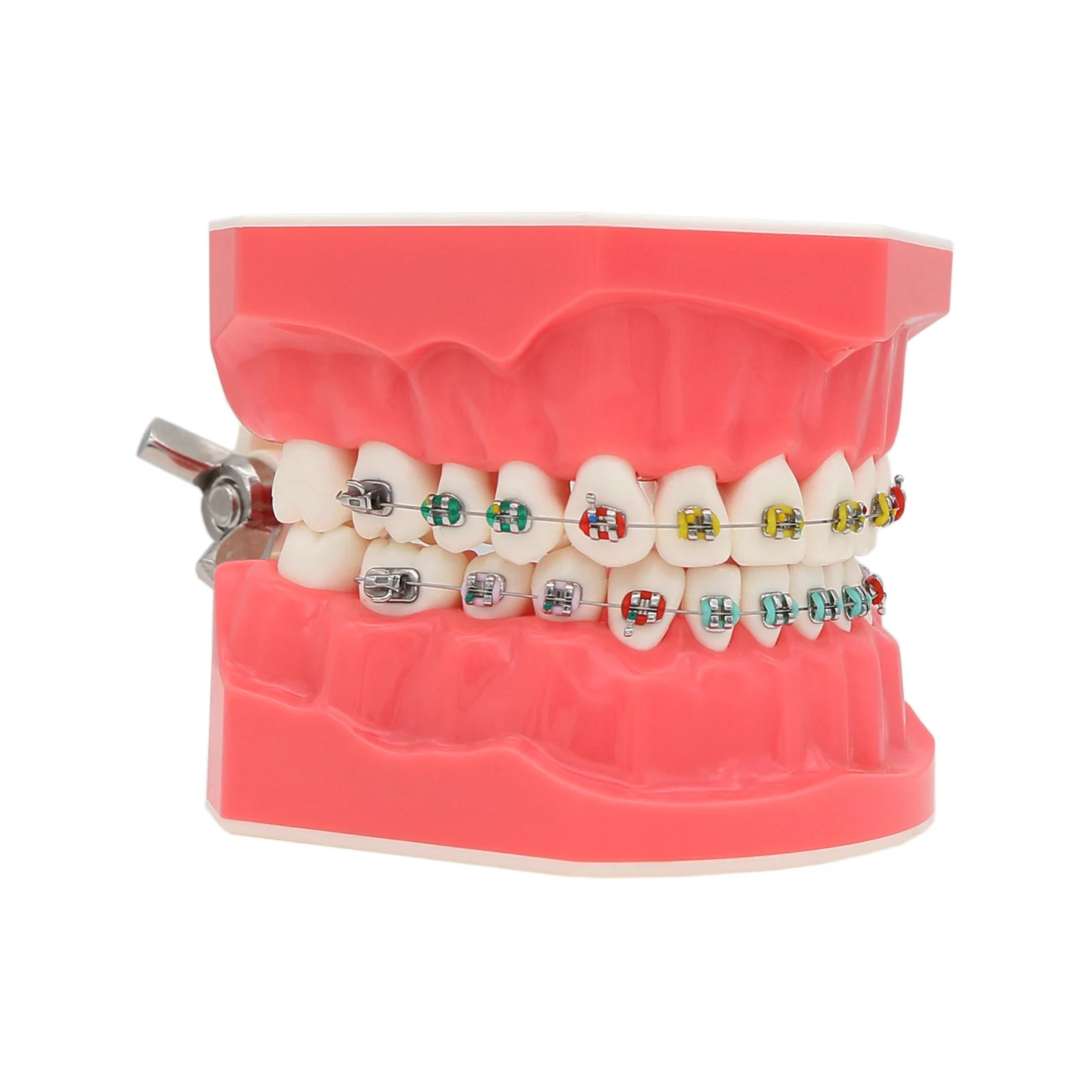 Dental Typodonts Teeth Model M7010-2 Orthodontic Teaching Study Demonstration Tool Standard Dentist student for Teaching