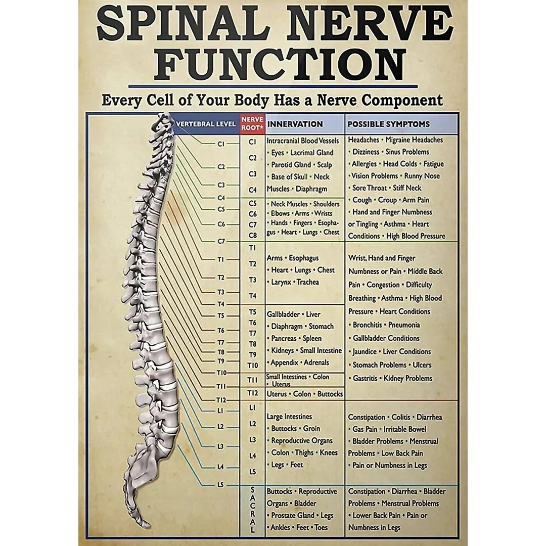 Knowledge Spinal Nerve Function Metal Tin Sign Vintage Spinal Nerve Function Chart Root Chart Chiropractic Retro Poster Funny Ro