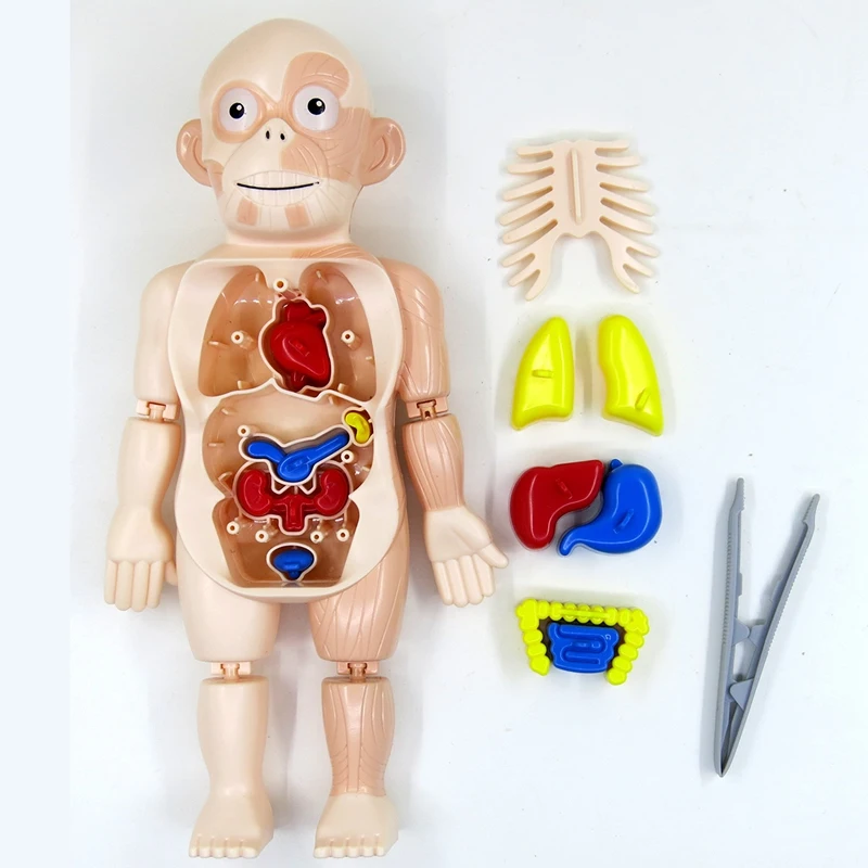 Halloween Human Body Anatomy Model Plastic Human Organ Assembly Toy DIY Science Educational Toy For Children Kids