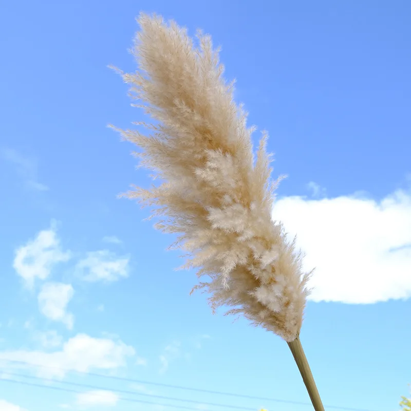 80cm Pampas Grass Large Decorative Dried Flowers Natural Living Room Decoration Fluffy Home Flowers Decor Bouquet Wedding Party