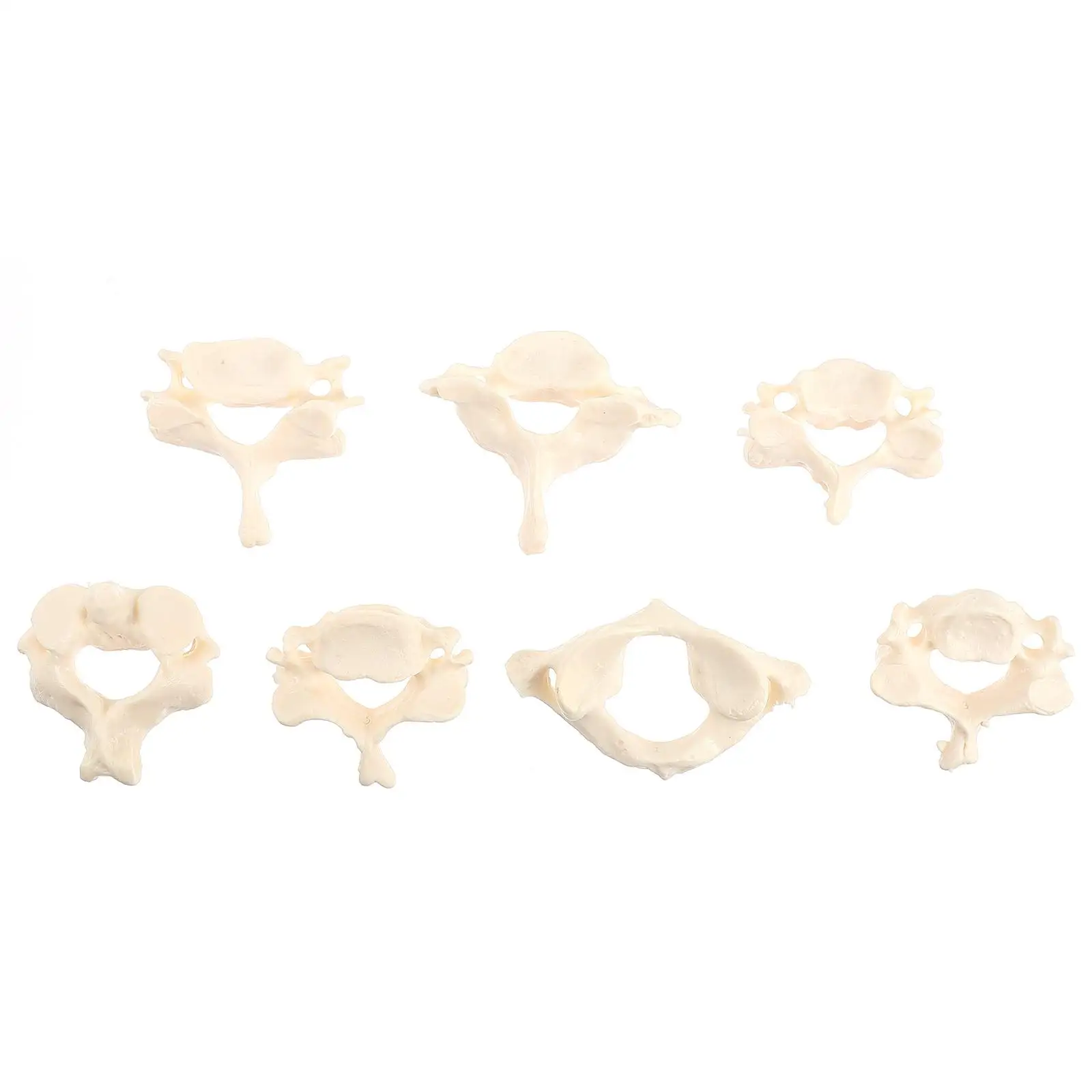 Bone Props Vertebrae Anatomy Model Spine Spining Anatomical Human Cervical Demonstration