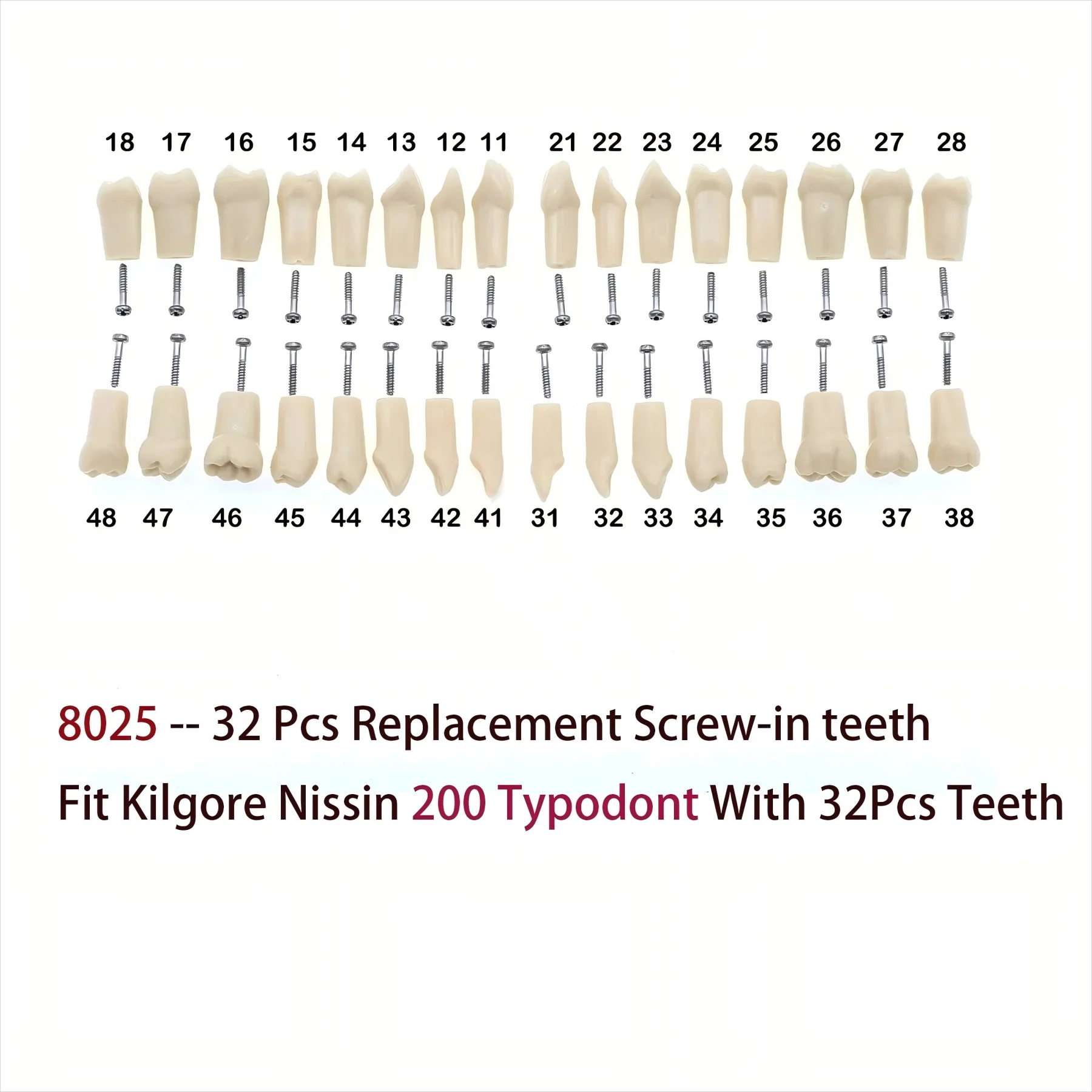 

Стоматологические 32 шт. Kilgore Nissin 200 Typodont, сменные ввинчивающиеся зубы, модель M8025