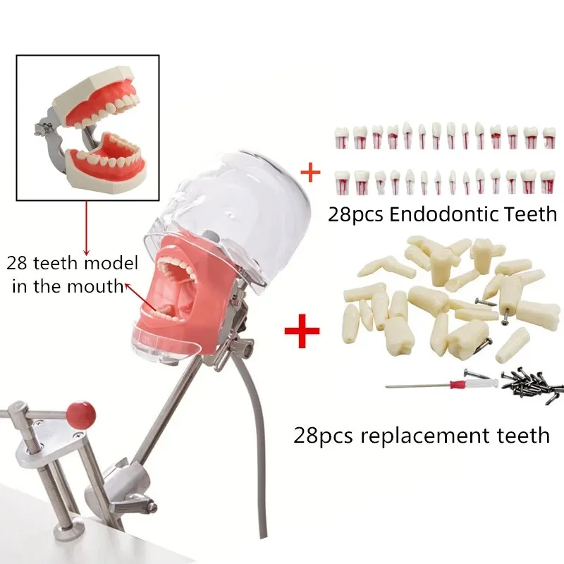 Einfache Kopf Modell Dental Simulator Phantom Puppe Mit Zähnen Für Zahnarzt Lehre Praxis Ausbildung Studie Zahnmedizin Ausrüstung