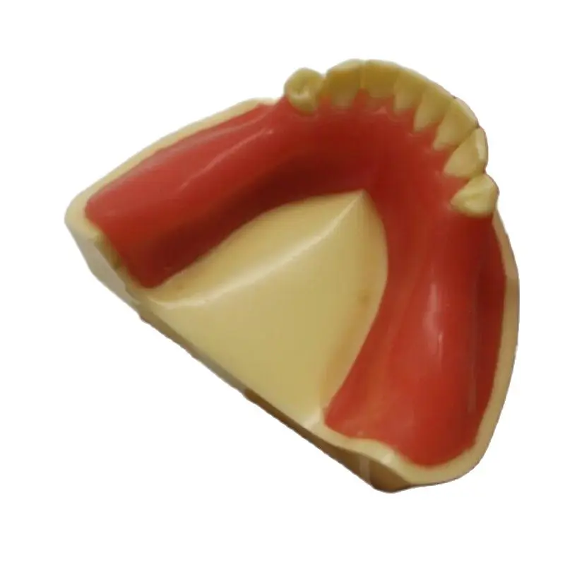 PIORPOY1Pcs Dental Implant Teaching Model with Gums 8 Teeth Dentistry Students Practice Products Odontologia Traning Tools M2012