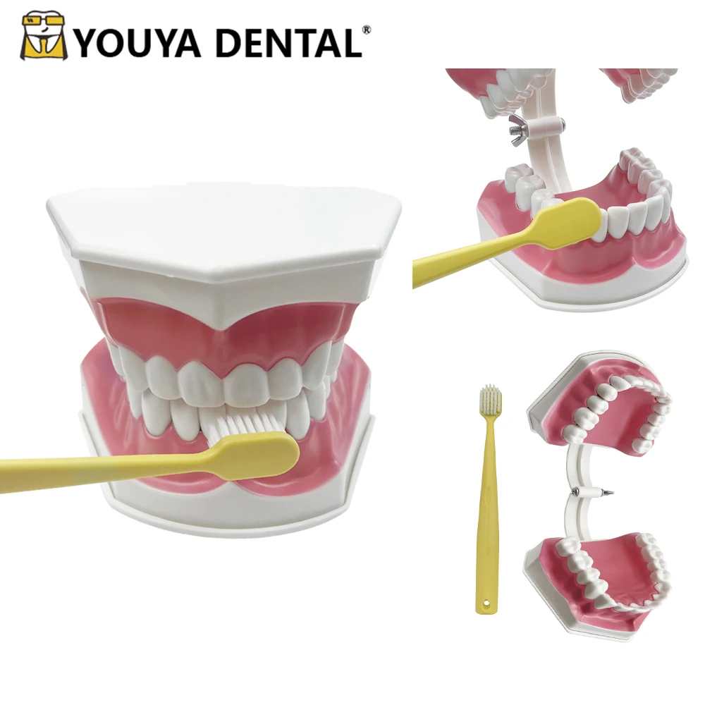 

Standard Dental Teaching Model Study On The Structure Of Oral Teeth Dentist Educational Demonstration Tool For Brushing Teeth