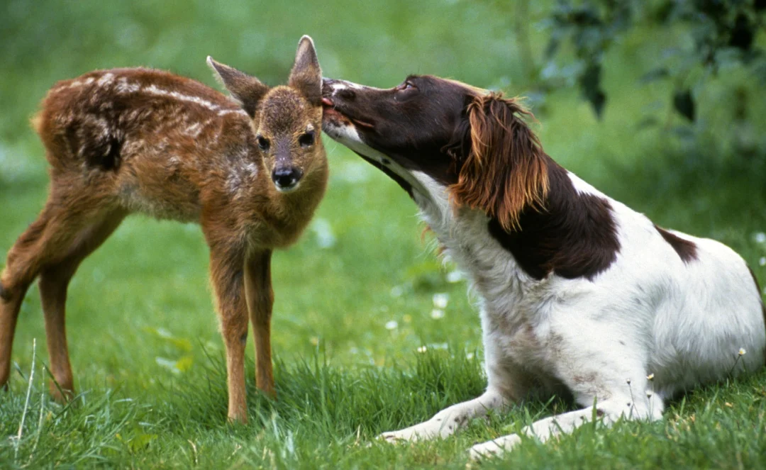 

2Pairs Gemfan Flash 5149 5inch 5.1X4.9X3 3-Blade PC Propeller For FPV Racing Freestyle Drones Replacement DIY Parts