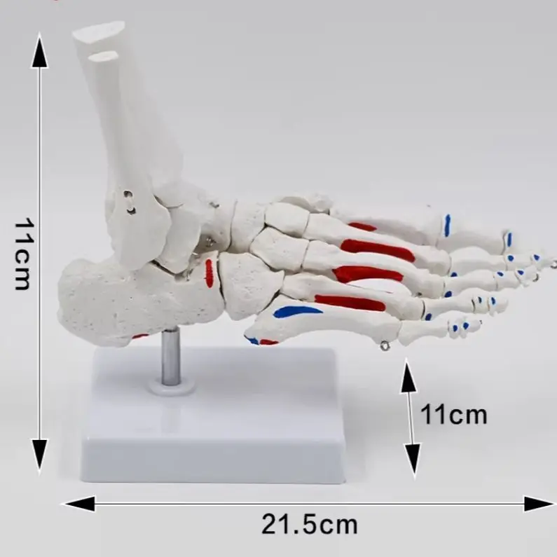 High-quality 1:1 Human Foot Joint Model Ankle Joint Foot Bones Medical Teaching Rehabilitation Department Skeletal Model