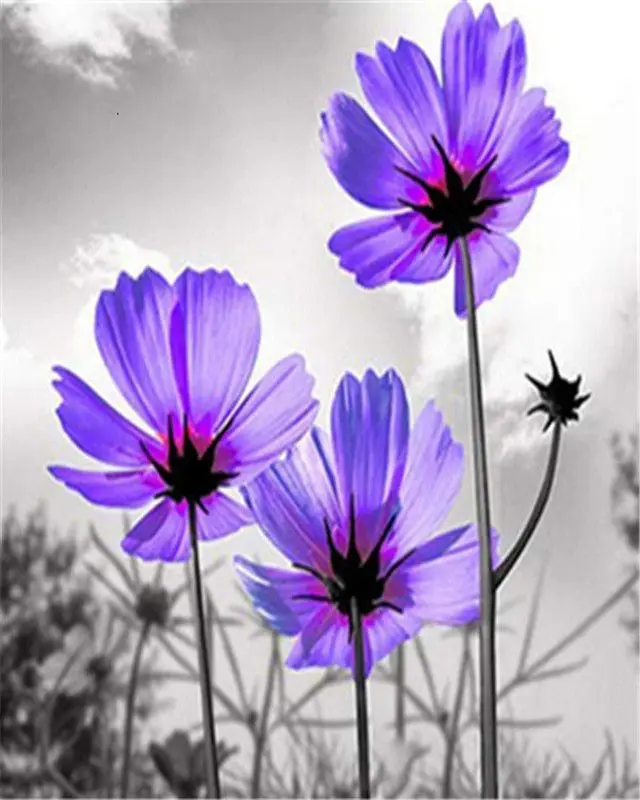 CHENISTORY Flowers 02 CHENISTORY Flowers 02