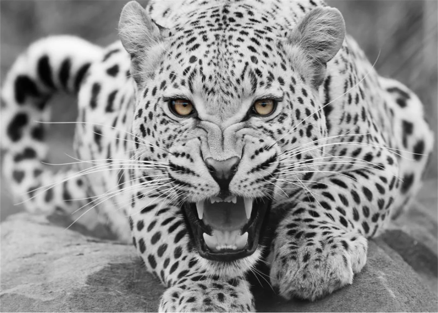 

Custom size wallpaper black and white animal head decorative painting Home decoration black and white leopard 3d wallpaper