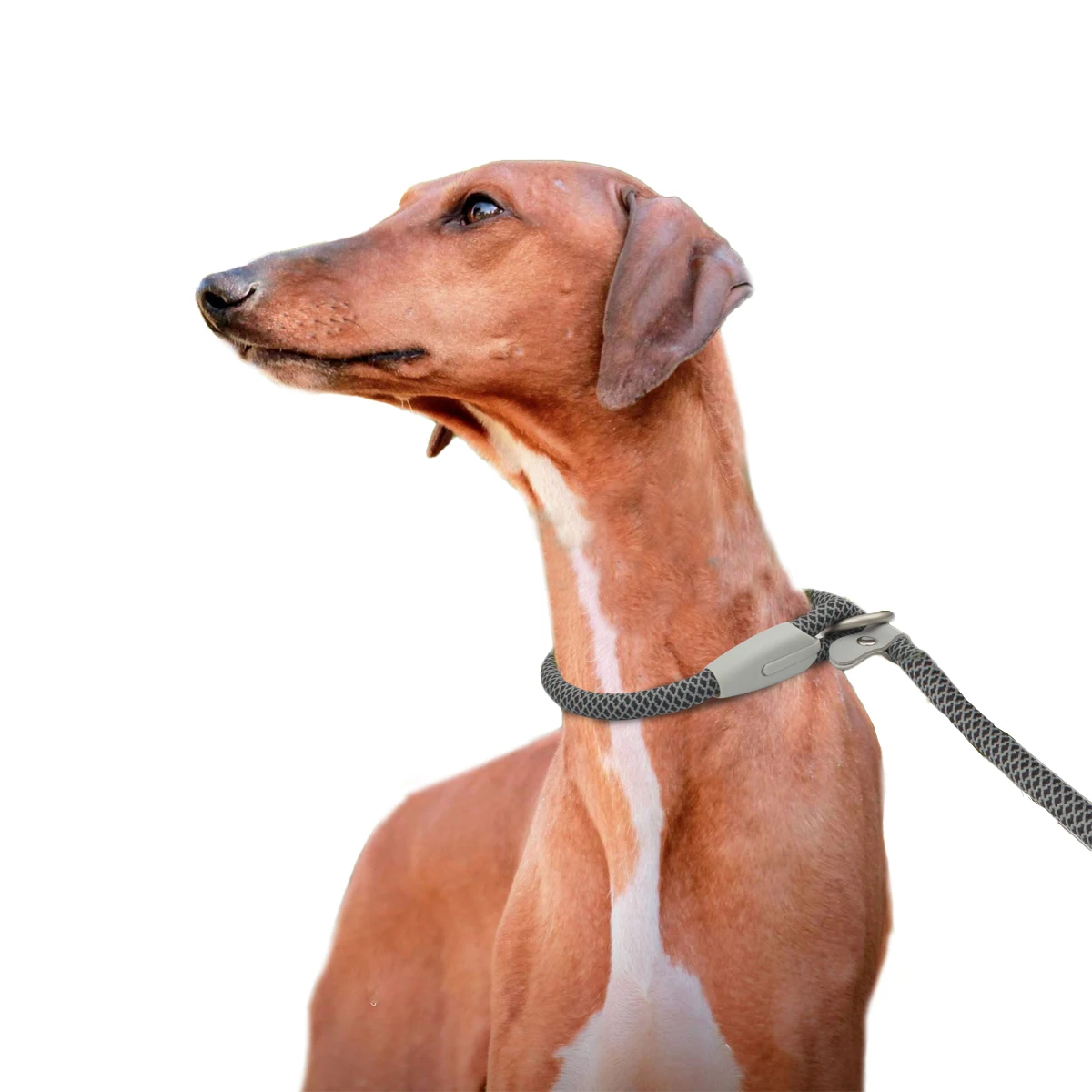 

Professional Training Dog P Leashes Adjustable Solid Color Patterned Leash Outdoor Anti-escape Safety Pet Dog Collar Supplies