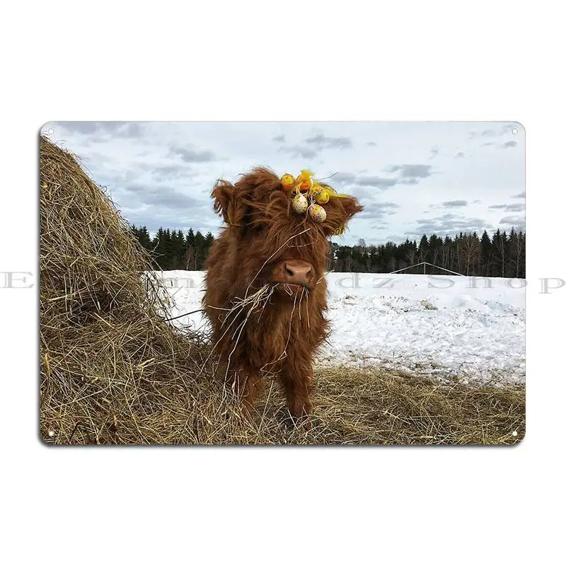 Scottish Highland Cattle Calf 1720 Metal Plaque Poster Personalized Wall Custom Club Club Personalized Tin Sign Poster