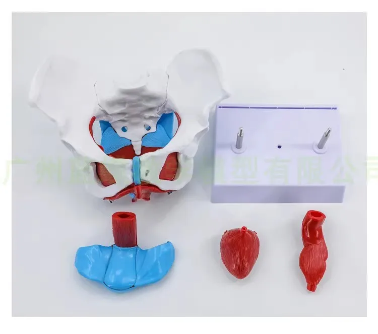 female pelvic structure model Female genital model of pelvis Bladder with two lumbar pelvic floor muscle model free shipping