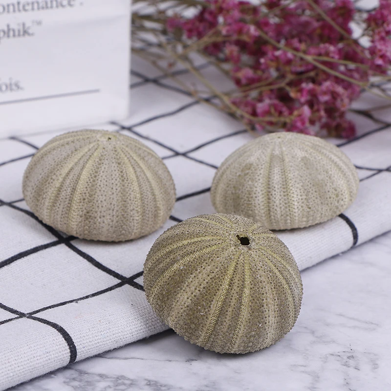 1PC Handicraft Natural Shell Conch In Characteristic Tourist Area Natural Green Sea Urchins Tillandsia Home Decoration