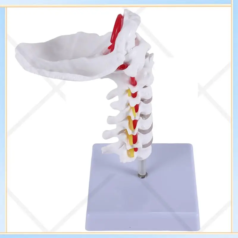 

-SPOR Cervical Vertebra Arteria Spine Spinal Nerves Anatomical Model Anatomy For Science Classroom Study Display Teaching Model