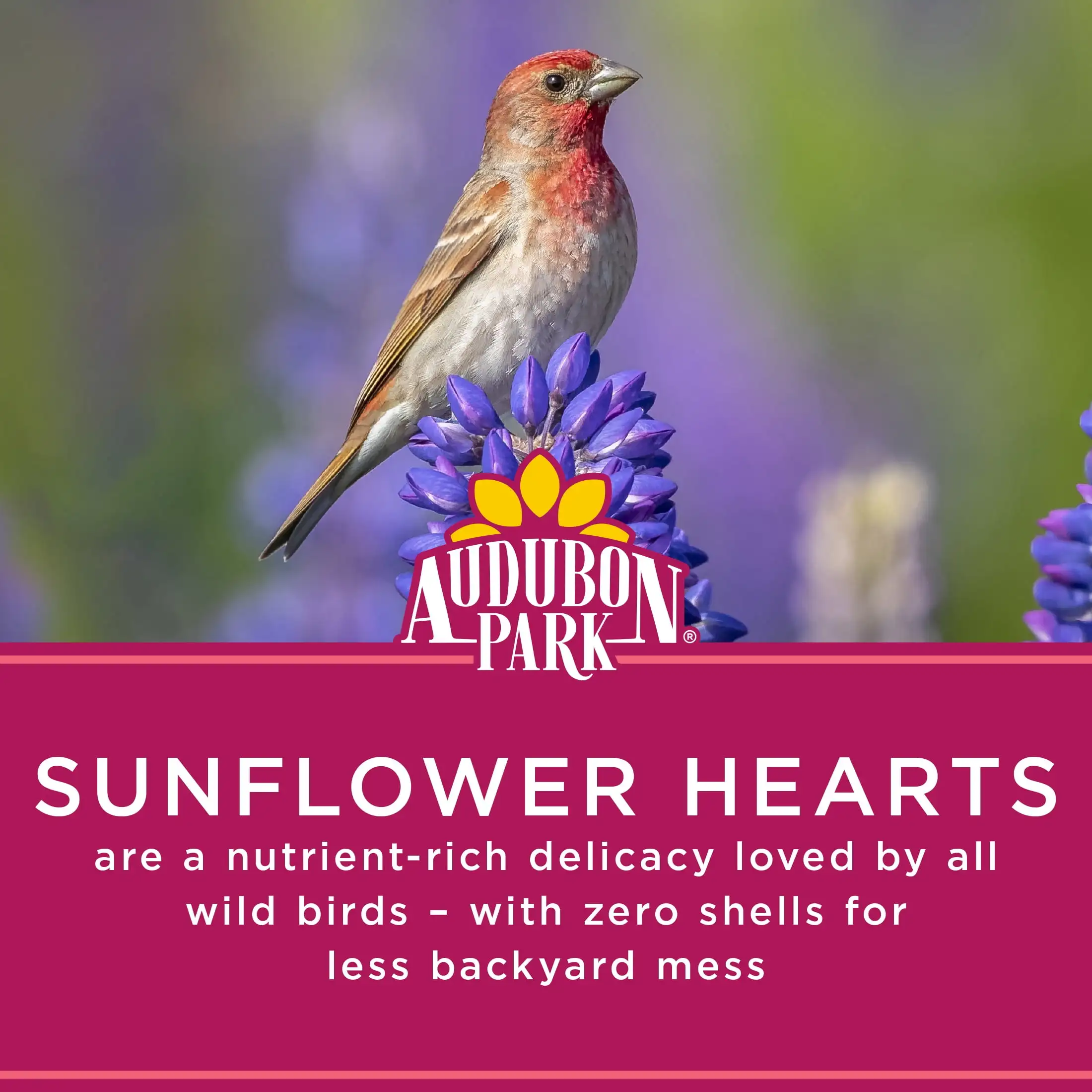 Audubon Park Sunflower Hearts, Wild Bird Food, Seco, 1 contagem por pacote, 15 lbs