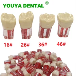 Modelo de dientes dentales, bloque de Canal radicular, práctica RCT, cavidad de pulpa, dientes de resina, estudio, modelo de entrenamiento Endo, producto de odontología