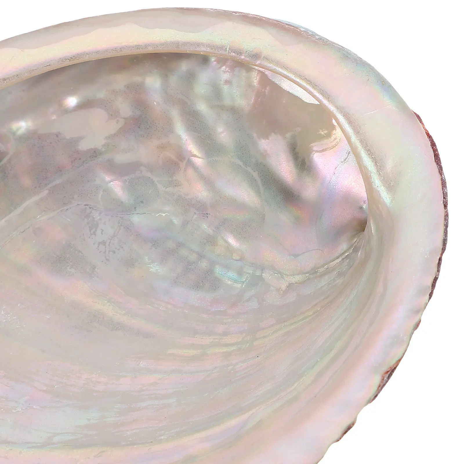 Natural Rough Abalone Shell Sage Burner Offering Container Multifunctional Abalone Shell Craft Home Decoration Aquarium Decor