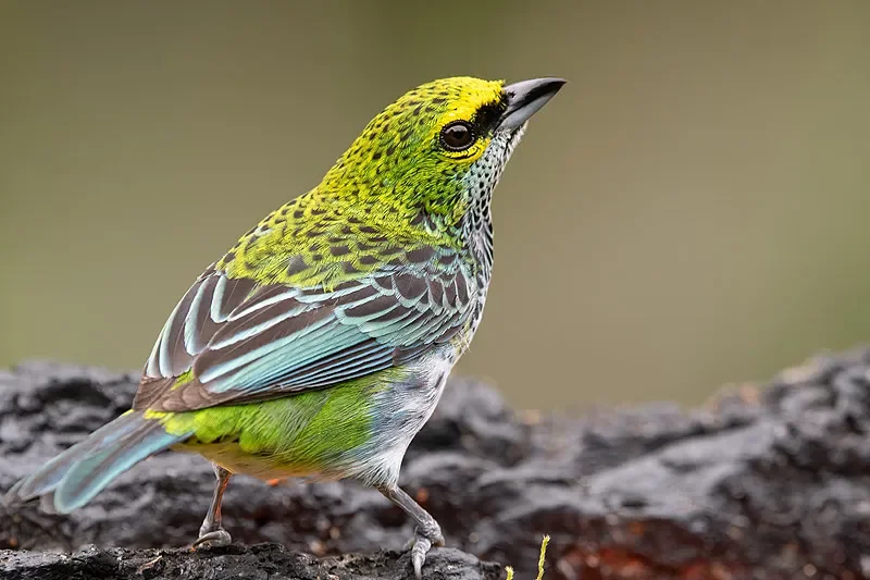 

JX PDI-HV0703MG Микроцифровой сервопривод 3 кг — двигатель без сердечника 8,4 В, полностью алюминиевый корпус для радиоуправляемых автомобилей, вертолетов и гусеничных машин