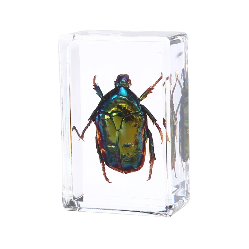 Resin insect specimen for home decoration, 12PCs