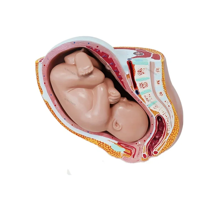 SY-N013 Pregnant Female Pelvic Anatomy Medical Urinary Uterus Baby Model