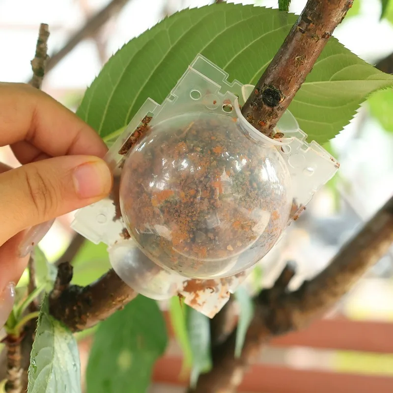 5/30 قطعة ارتفاع ضغط انتشار الجذر تزايد صندوق النبات تأصيل الكرة حديقة قابلة لإعادة الاستخدام قطع تطعيم الكرة معدات تربية