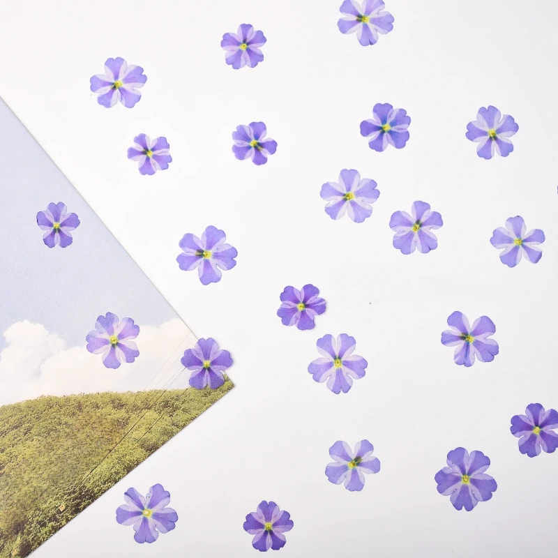 1-1.5cm/24PCS,Natural Flower petal Purple Beauty Cherry pressed Flowers,DIY Jewelry Mini Seals Dropstick Phone Case Facial Decor