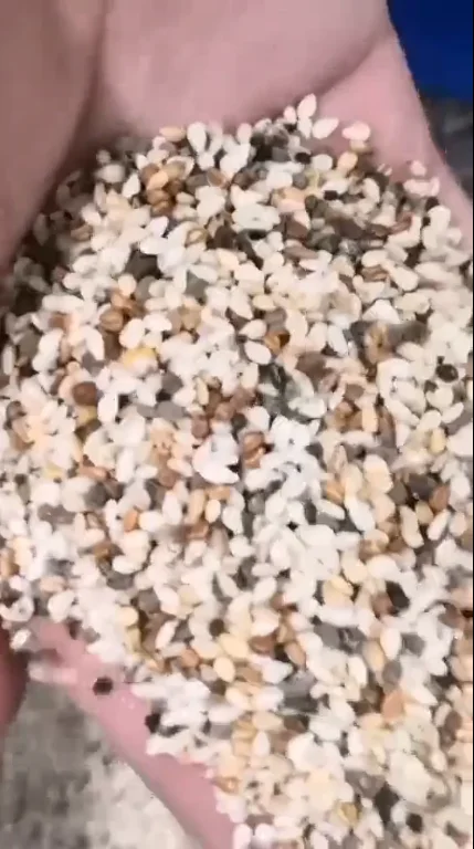 Medium Large Capacity Sesame Processing Sorter with Remote Assist and Sesame Color Sorting