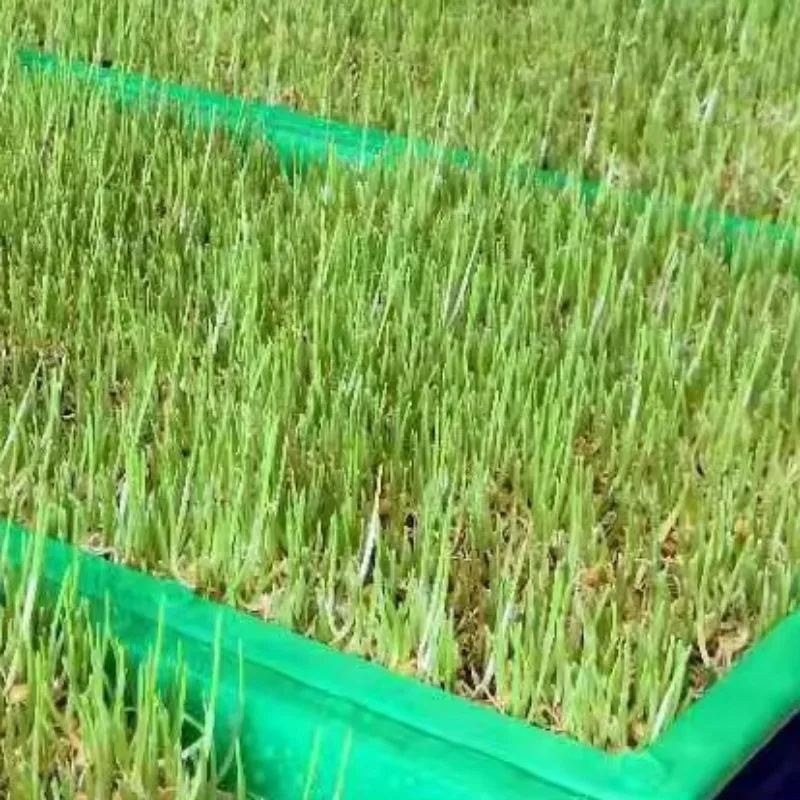 Energy-saving and High-output Complete Hydroponic Growing Systems in Water
