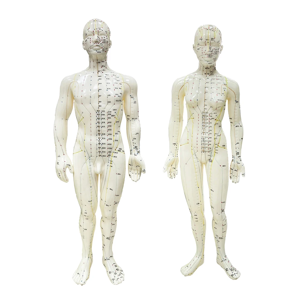 Professional Meridian Acupoint Model Life Size, PVC Human Body Hand Foot Ear Acupuncture Model for TCM Teaching, Precise Engravi