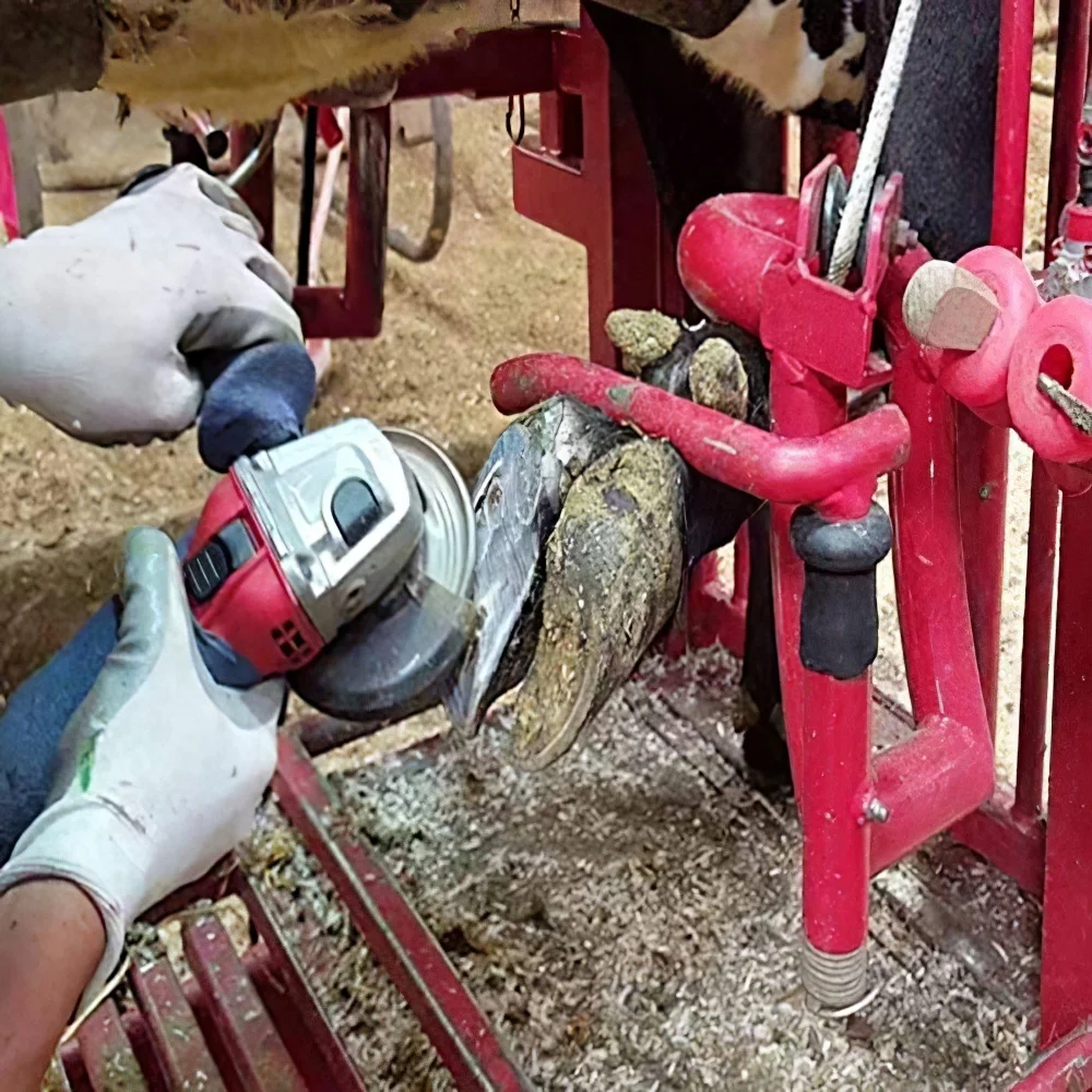 家畜牛牛蹄トリミングツール 6 シャープな刃ホーントリマーディスク牛牛蹄トリミングカッター刃