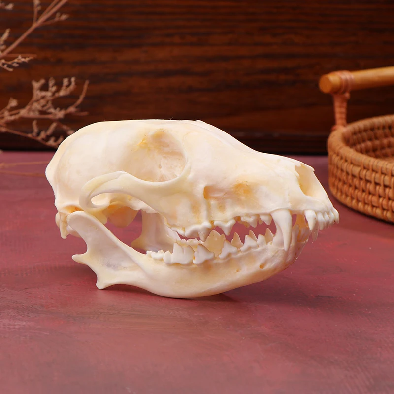 Real Fox Skulls Specimen Academic Study Surprise Gift For Science Education Natural Landscaping Ornaments