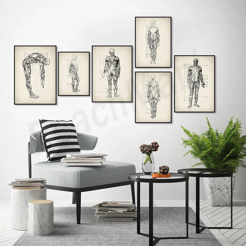 Human Physiology Poster, Anatomy Art Muscle System Diagram Physical Therapy Chart, Massage Clinic Wall Decor Physics Expert Gift