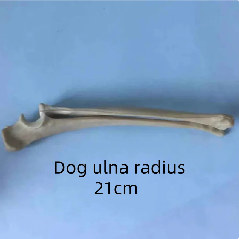 Dog ulna radius animal orthopaedic surgery Demonstration Exercises Simulated bone exercises with bone pet vet PU foamed bone