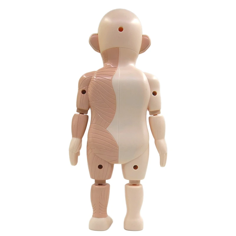 Halloween Human Body Anatomy Model Plastic Human Organ Assembly Toy DIY Science Educational Toy For Children Kids