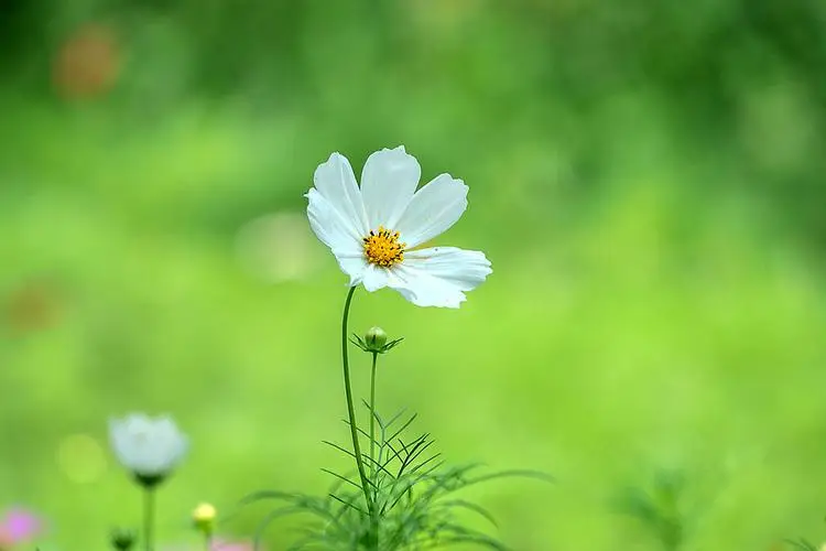 

4 шт. YSIDO RC Drone B2807 1300KV Модернизированный бесщеточный двигатель для Mark4 7-дюймовая рама RC Самолет Дрон Мультикоптер Запасные части DIY