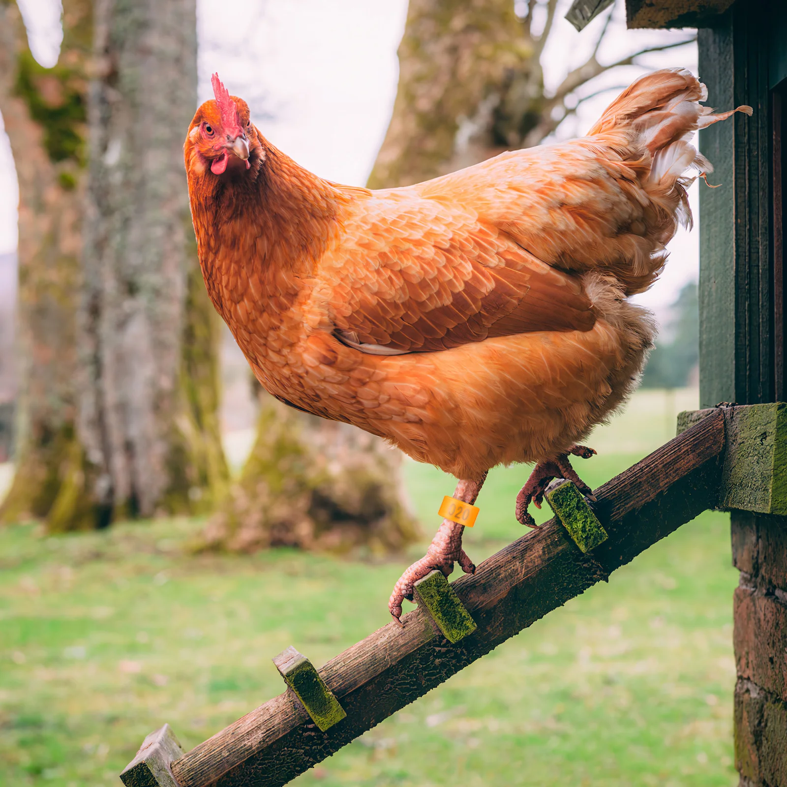

200Pcs Numbered Chicken Leg Bands ABS Clip on Poultry Foot Rings for Pigeons Ducks Birds Easy to Use Chicken Leg Bands