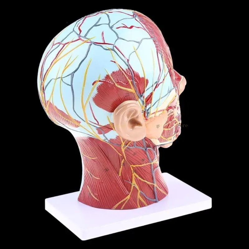 Human Anatomical Half for Head Face Anatomy Medical Neck Section St