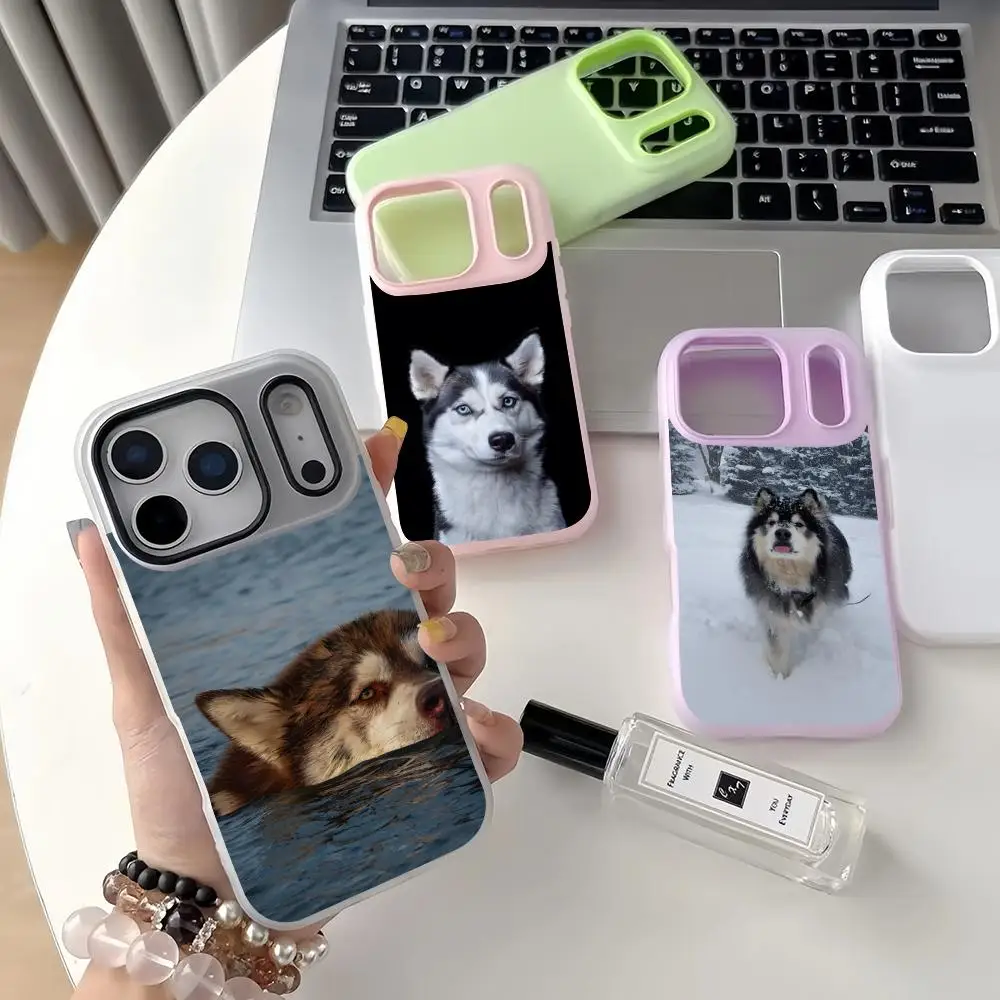 A-Alaskan Malamute …