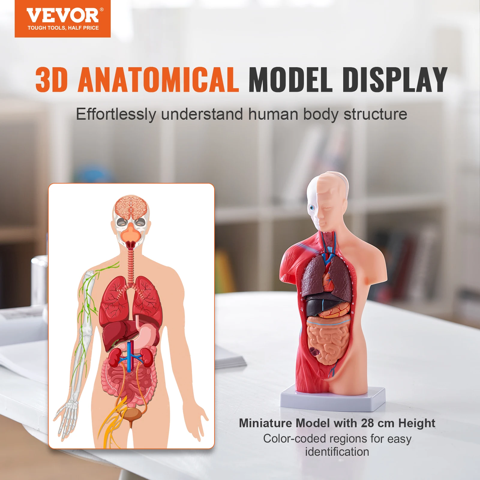 VEVOR Human Body Model 15/23 Parts Anatomical Skeleton Model with Removable Organs Educational Teaching Tool Education Display