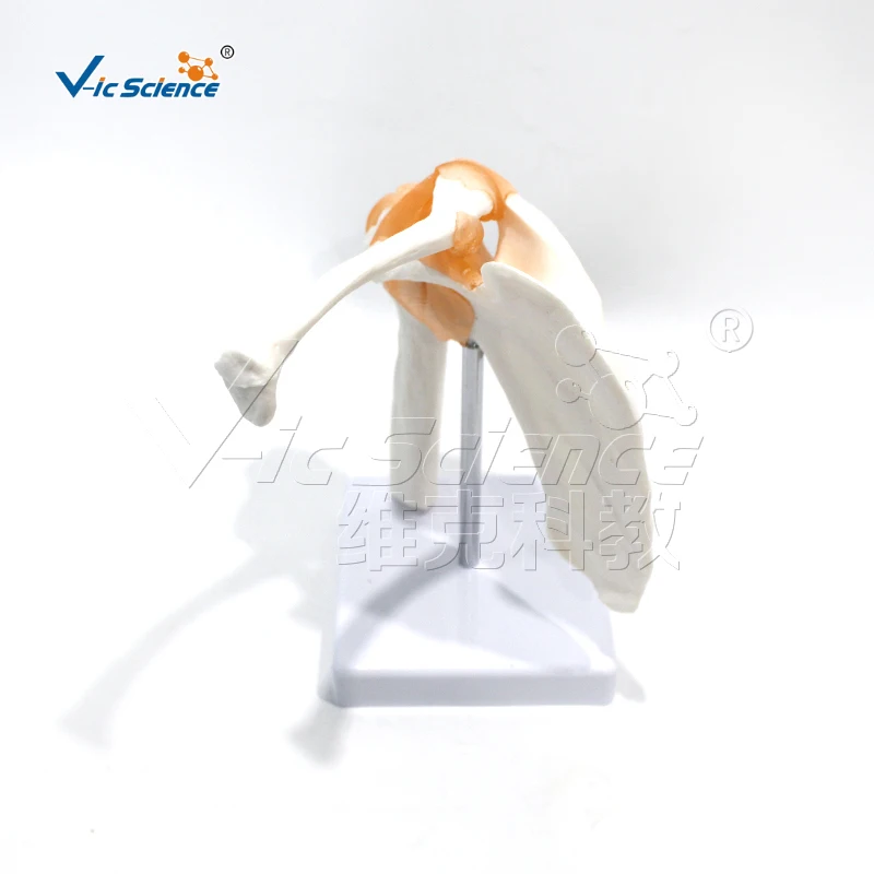 نموذج تشريحي مشترك الكتف PVC عالي الجودة بالحجم الطبيعي مع أربطة لتعليم العلوم الطبية والمدارس المدارس الطبية