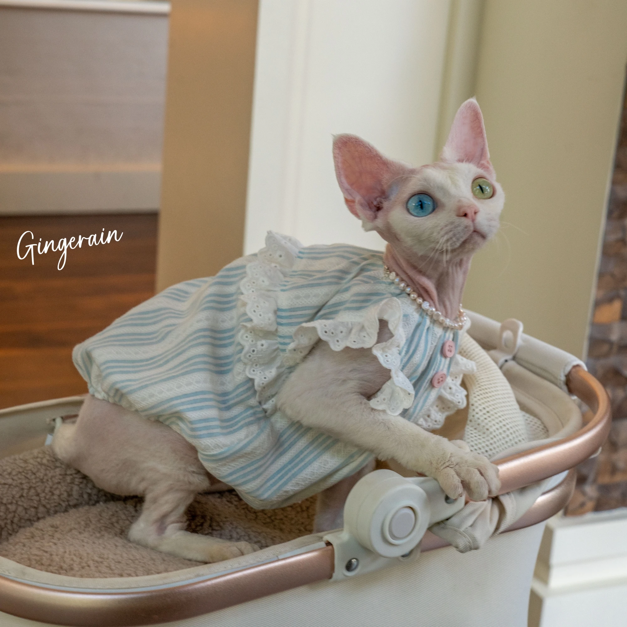 Luxury Cats Clothing Blue Soft Cotton Vest For Sphynx Cat Short Ruffled Sleeves Jumpsuit for Kittens Summer Dress for Revon Rex