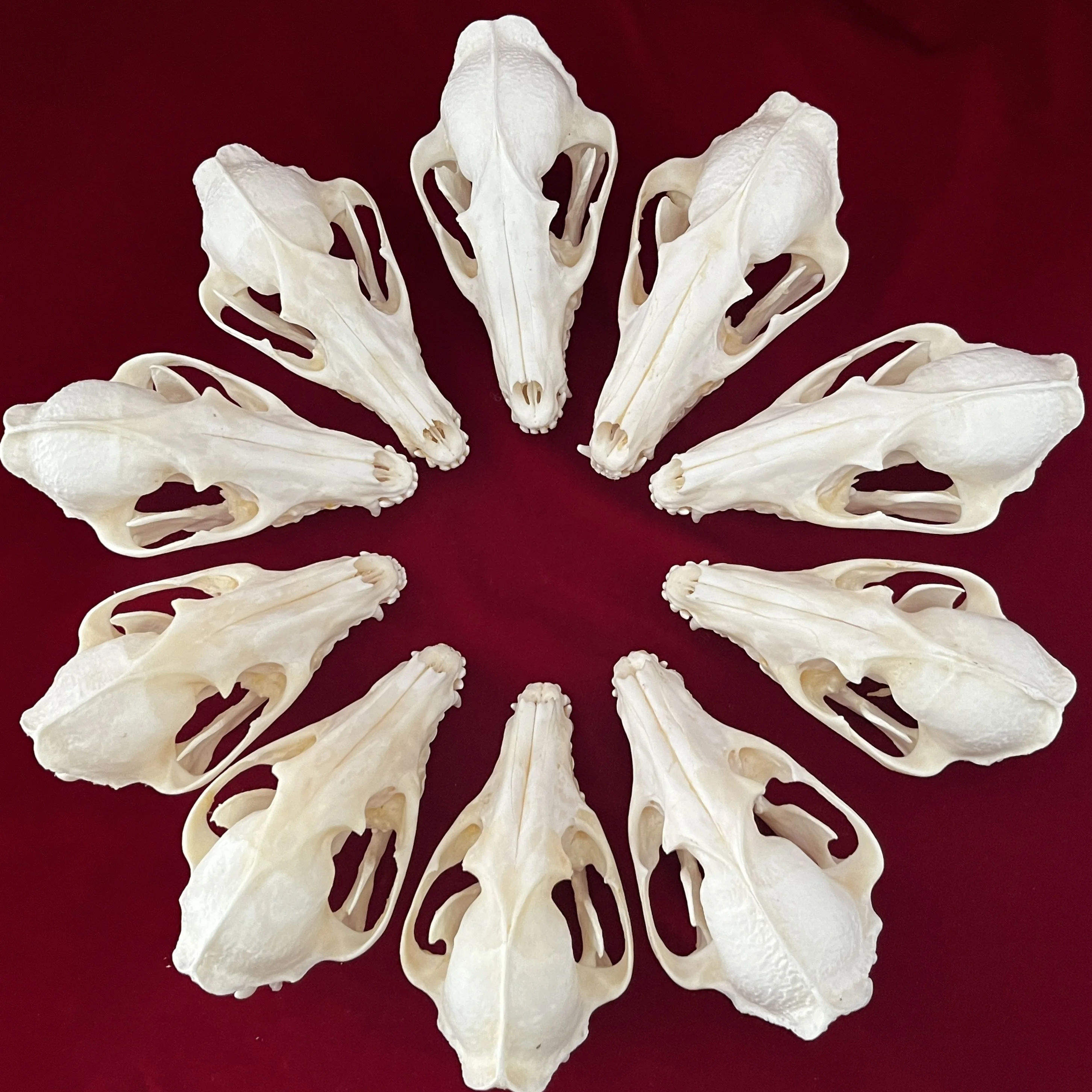 1/2/3/5/10pcs Exquisite Taxidermy Raccoon Dog Skull Real Animal Skull for Craft Home Decor Specimen Special Gifts