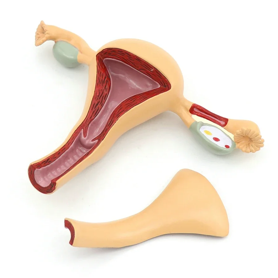 Female Genital Anatomy Model Uterus Ovary Genitourinary Medical Teaching Model