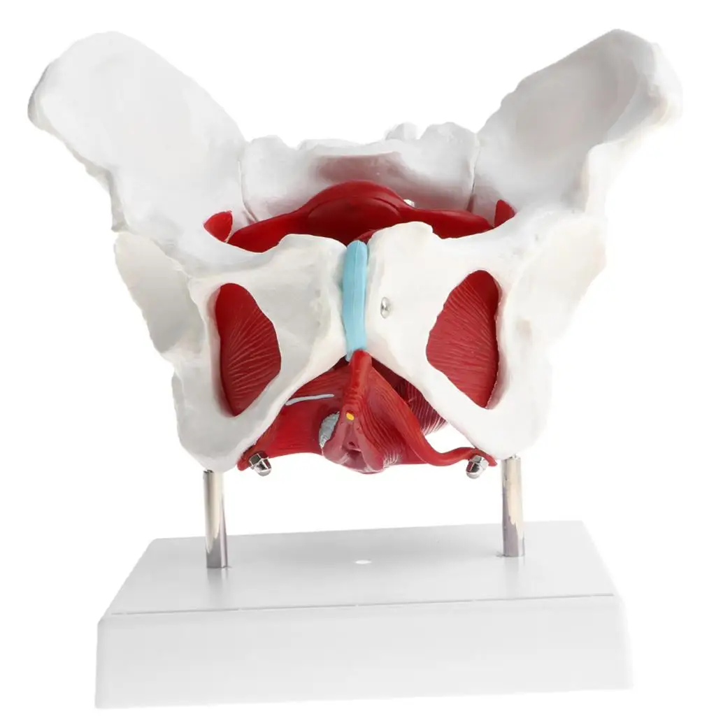 1:1 Female Pelvis Skeleton Floor Muscles with Removable Organs Model