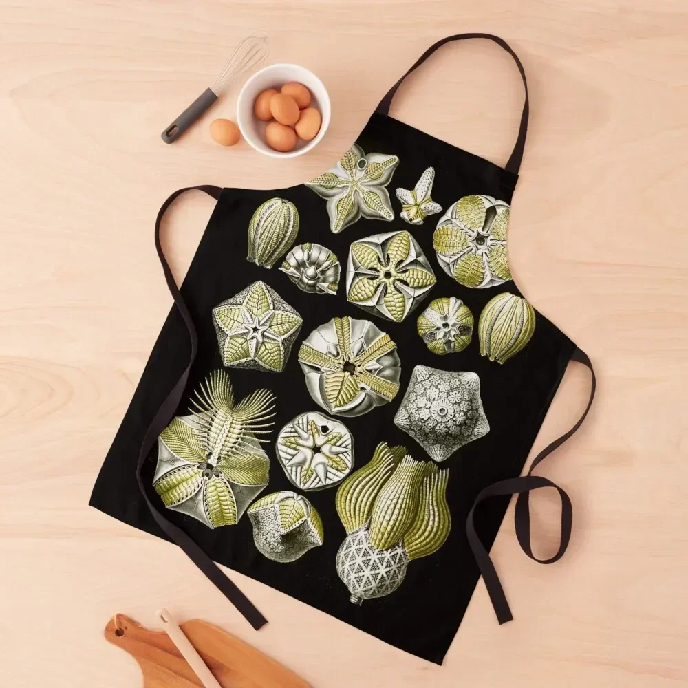 

Blastoidea–Knospensterne from Kunstformen der Natur (1904) by Ernst Haeckel Apron Kitchen Man Kitchen Accessories 2022 Apron