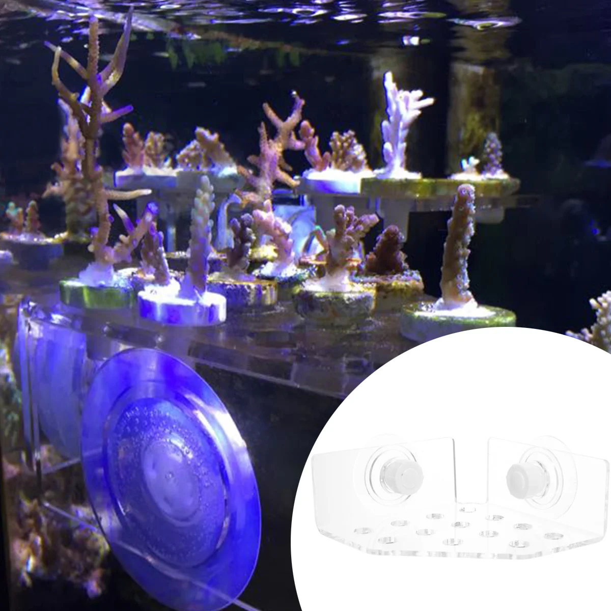 

Coral Rack Acrylic Suction Cup Durable Marine Sources Coral Bracket Fish Tank Aquarium Plug Mount Accessories